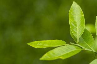 湖北绿色茶叶品牌排行，探寻绿色生态茶的源头魅力