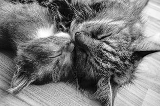 揭秘猫咪牙刷北美品牌—宠物口腔护理新选择