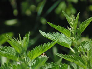 纯植物面膜品牌大全，带你走进绿色美容的新纪元