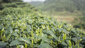 梅州毛尖茶叶品牌招商，共创茗茶新篇章！
