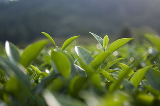 温州龙井茶叶品牌加盟，探寻成功的秘诀