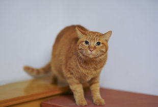 宠物猫咪用品铲子推荐品牌全解析