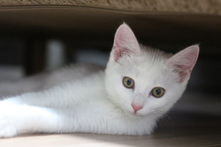 美国品牌猫咪沐浴露，选购、使用与体验详解
