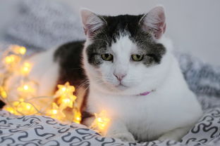 猫咪专用猫砂铲子品牌大盘点