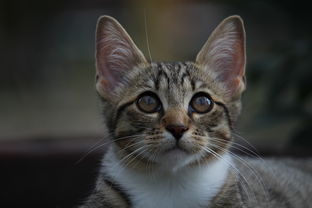 猫咪专用猫砂铲子品牌大盘点