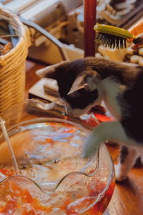 猫头品牌玩具，玩转童趣，引领潮流