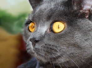 猫咪沐浴露品牌推荐，为爱猫的您精选优质产品