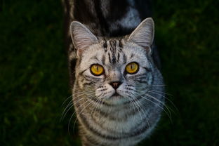 小猫干洗粉推荐品牌大盘点，告别猫咪毛发困扰，轻松养宠！