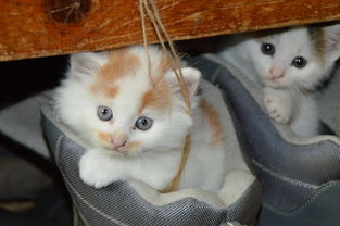 意大利猫咪沐浴露品牌深度解析