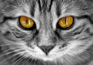 猫咪尿不湿选购指南，品牌与案例分析