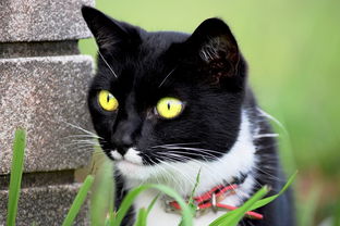 推荐的猫砂铲子品牌排行榜，你家铲屎官必备指南