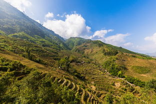丘陵山区水稻收割机品牌大盘点，谁才是你的最佳选择？
