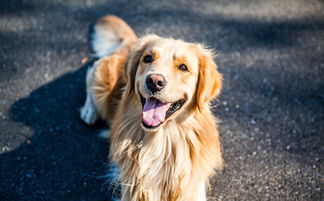 犬界新宠，精选犬用沐浴露品牌全解析