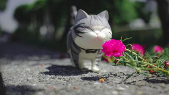 猫咪玩具比较好的品牌有哪些？来了解一下这些优质品牌！