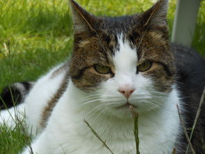便宜又实用的猫砂铲子品牌推荐，养猫人的省钱宝典！