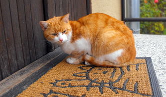河北新鲜猫零食品牌店—宠爱猫咪的美味天堂