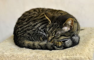 舒适猫内衣品牌实力剖析