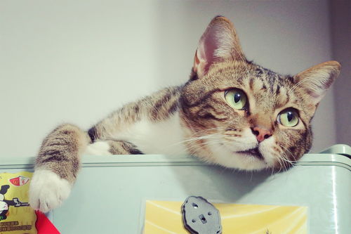 新加坡猫牙刷品牌大盘点，哪家牙刷让你的猫咪笑得更开心？